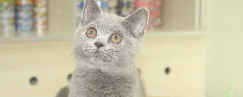猫杯状病毒症状