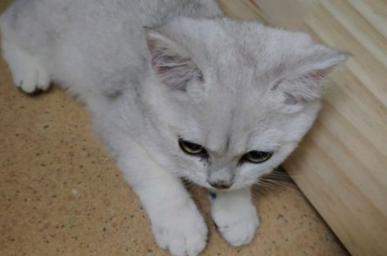 英短母猫脸为什么不圆