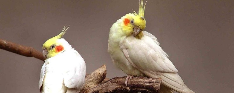 怎么让鹦鹉信任主人