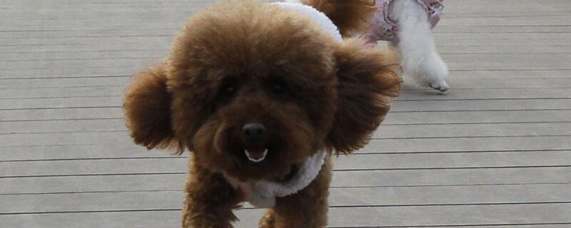 泰迪几个月算成犬