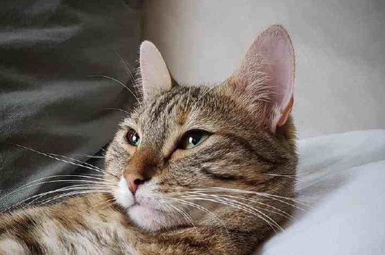 怎么和猫培养感情
