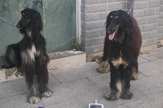 古牧犬智商排第几，智商排名第63位