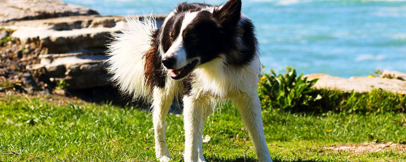 边境牧羊犬能吃黄豆吗