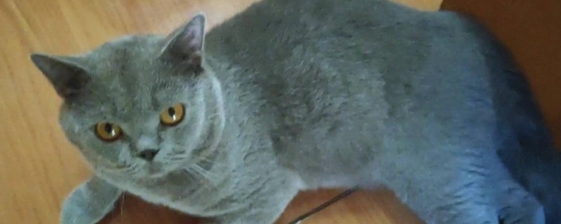 猫护食怎么训练