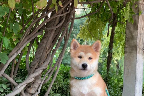 5个月柴犬咬主人怎么办