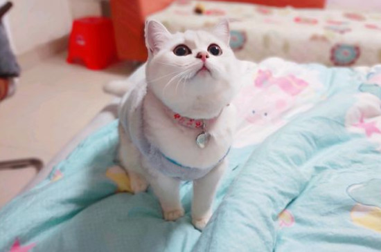 小猫一直咕噜咕噜的
