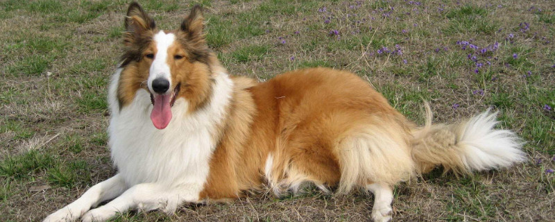 苏格兰牧羊犬吃什么