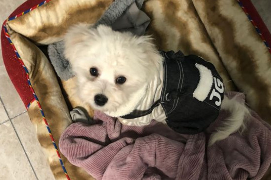 比熊犬三个月通人性吗