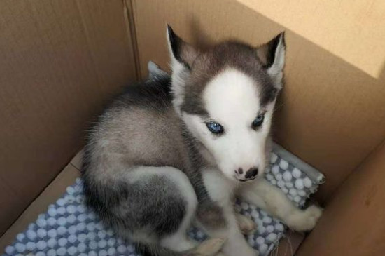 狗狗狗瘟症状