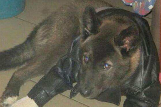 狂犬病的狗能活多久，3～5天内死亡率高达80%