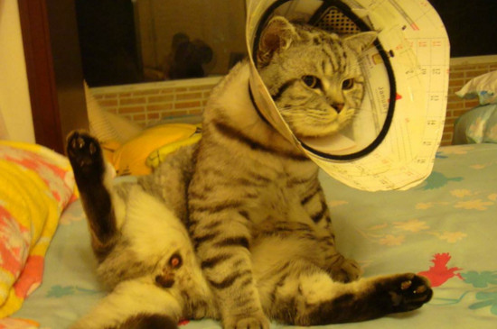 把猫阉了会恨主人吗