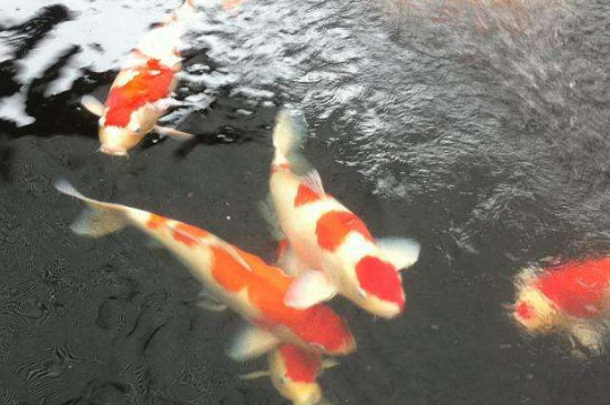 鱼缸里养了河蚌还要换水吗