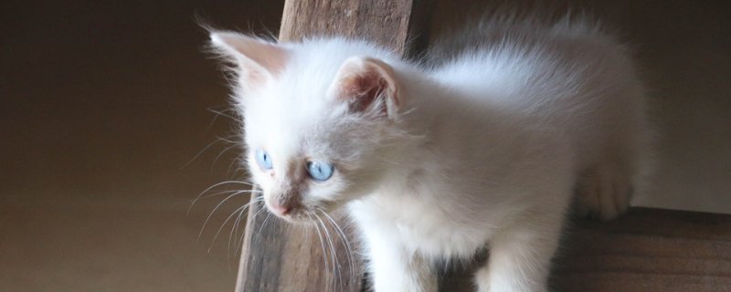 猫养两只还是一只科学