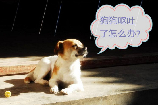狗狗呕吐怎么办，狗狗呕吐症状的解决方法