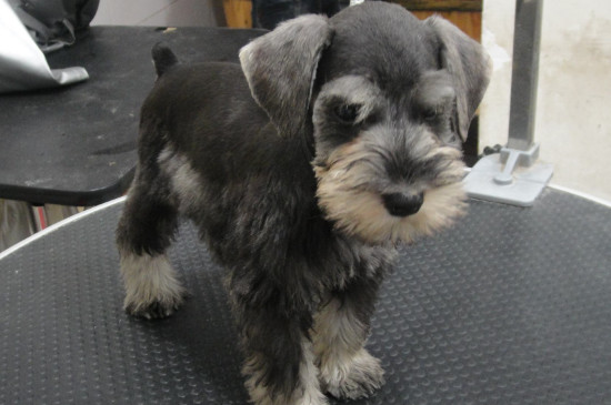 犬细小症状