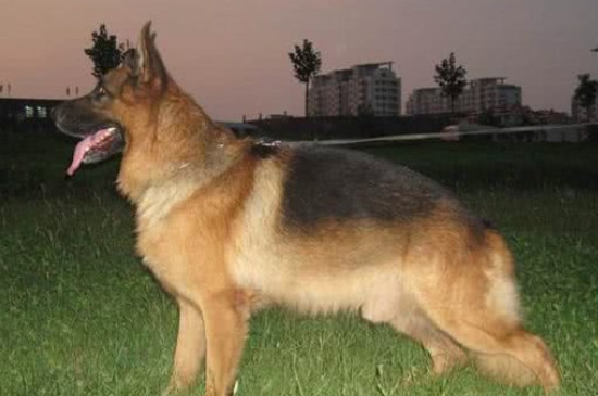 德牧是禁养犬吗