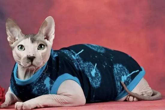 名贵猫品种