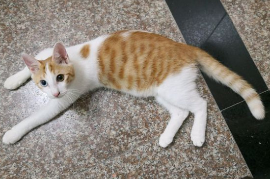 猫的年龄怎么算