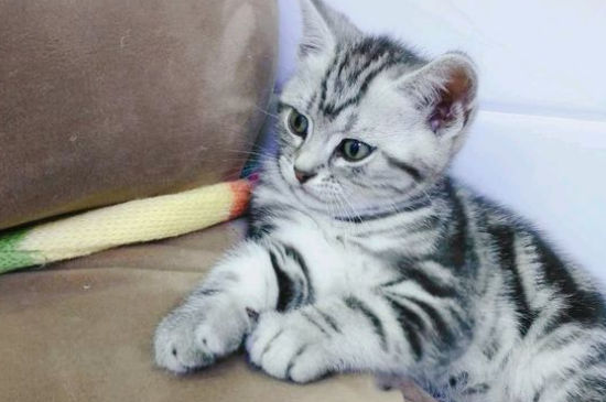 猫不听话怎么教育