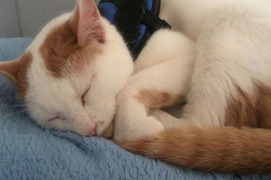 猫感冒吃什么药