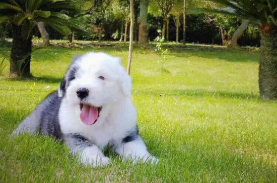 古牧为什么是禁养犬