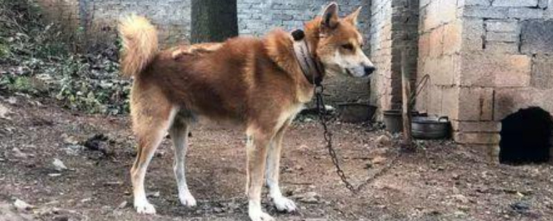 为什么土狗吃鱼不怕刺