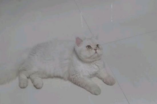 公猫半夜嚎叫怎么办