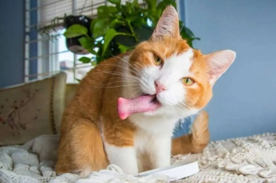 猫咪听得懂人话吗