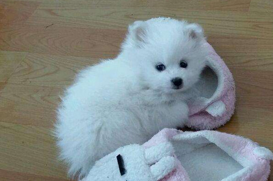 养博美幼犬要注意什么，注意饮食禁忌以及加强保暖