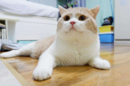 猫上门为什么不能赶走