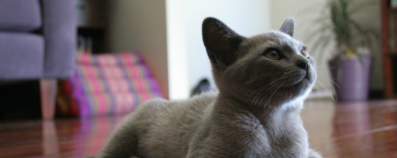 猫头顶有个小硬疙瘩不掉毛