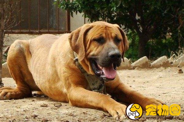 东方斗犬之王土佐犬，凶悍异常轻易不敢饲养