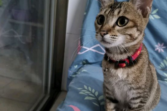 公猫和母猫的区别
