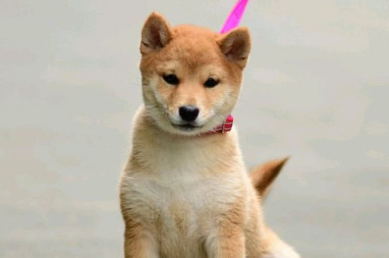 日本豆柴犬价格一般多少钱，纯种价钱至少需要10000元