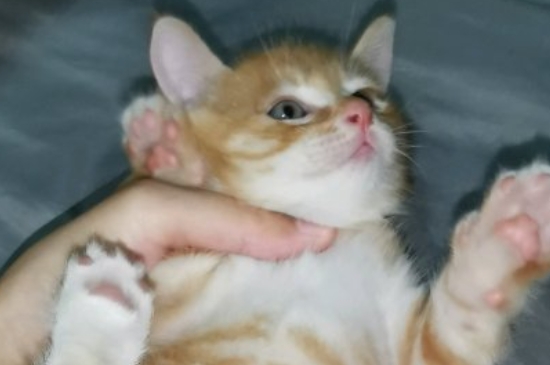 活猫怎么快递