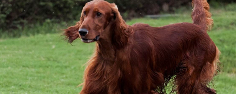 爱尔兰雪达犬和金毛犬的区别