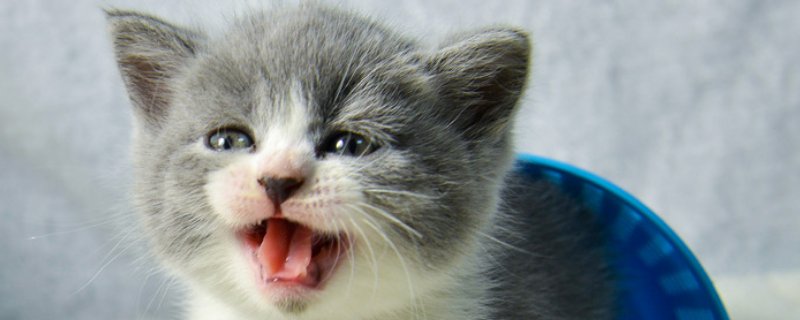 猫钻被窝会捂死吗