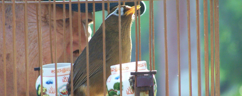 如何让画眉鸟迅速长膘
