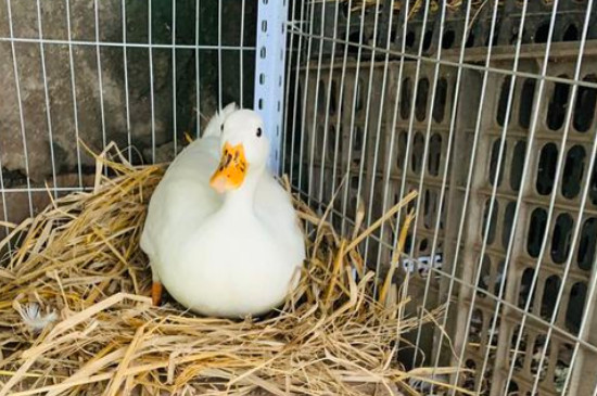 柯尔鸭养多久成年