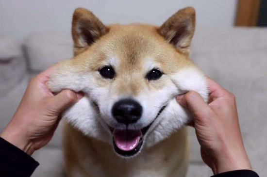日本柴犬智商高吗，智商排名第79相当于三四岁小孩