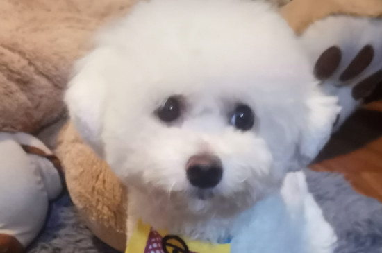 比熊怀孕症状