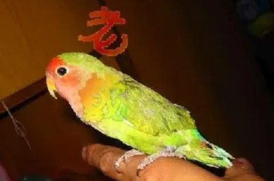 抓虎皮鹦鹉的正确姿势