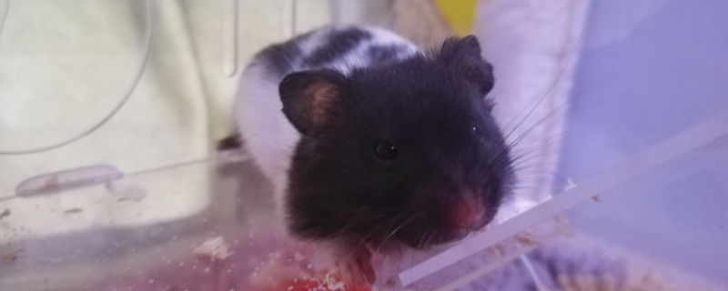 奶牛熊仓鼠怎么养
