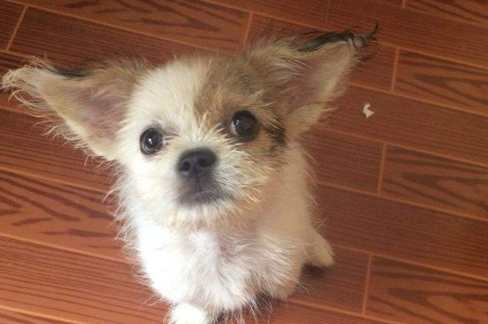 蝴蝶犬串串是土狗吗