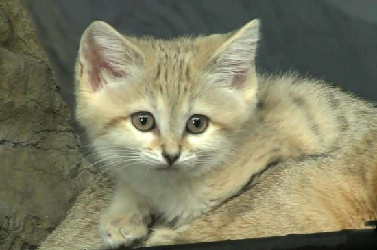 沙丘猫为什么不适合养