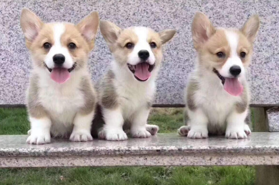 怎么训练柯基犬