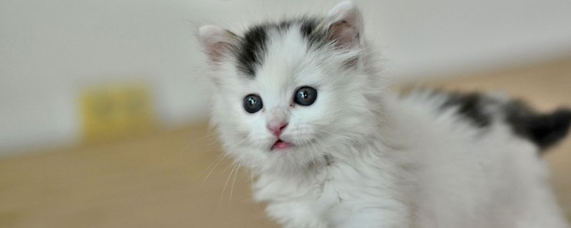 猫的智力水平