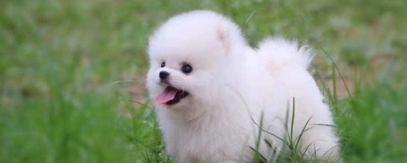 小狗有点拉稀怎么办