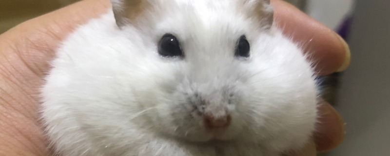 仓鼠跑轮多大合适