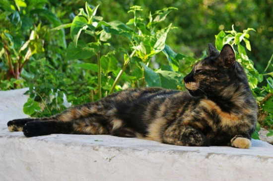 蓝猫和白猫生出什么猫